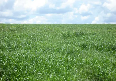 Foto da fazenda 1