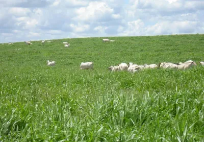 Foto da fazenda 3