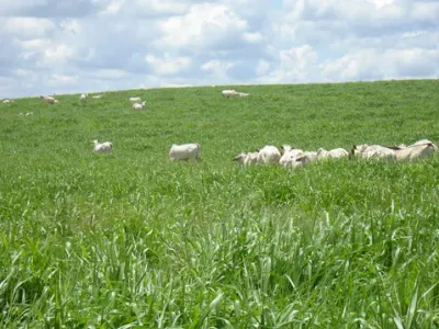 Agricultura — Campo Pastagem Cultura Cobertura Animais