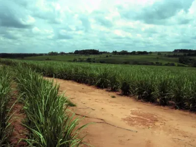 Agricultura — Carreador Estrada Terra Entre Canaviais