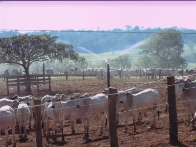 Fazenda — Curral Manejo Gado Nelore Cria