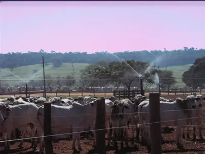 Fazenda — Gado Agrupado Manejo Por Do Sol Pecuaria