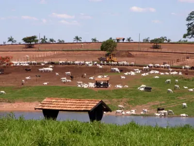 Fazenda — Gado Nelore Paisagem Seca Bebedouro