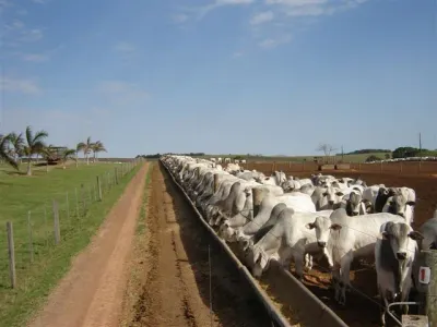 Fazenda — Manejo Confinamento Gado Nelore Cocho