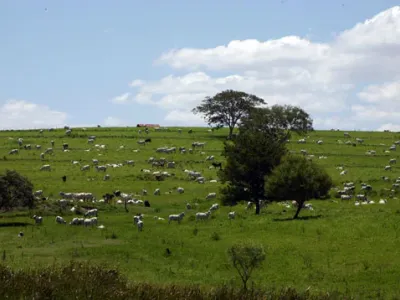 Fazenda — Nelore Disperso Pasto Arvore Isolada
