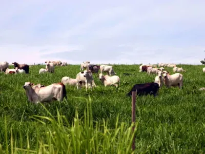 Fazenda — Nelore Pastando Campo Aberto Pecuaria