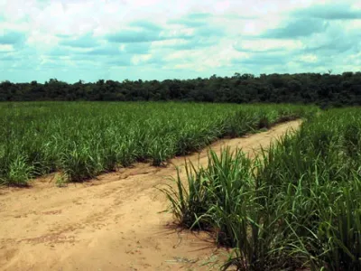 Agricultura — Plantacao Jovem Carreador Perto