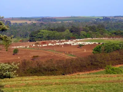 Fazenda — Rebanho Nelore Solo Vermelho Paisagem