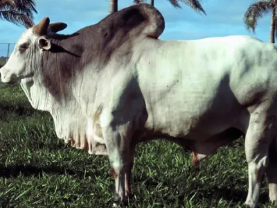 Fazenda — Touro Nelore Perfil Reprodutor Qualidade